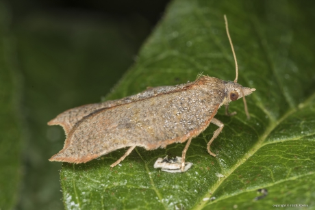 Gehakkelde bladroller  (Acleris emargana)