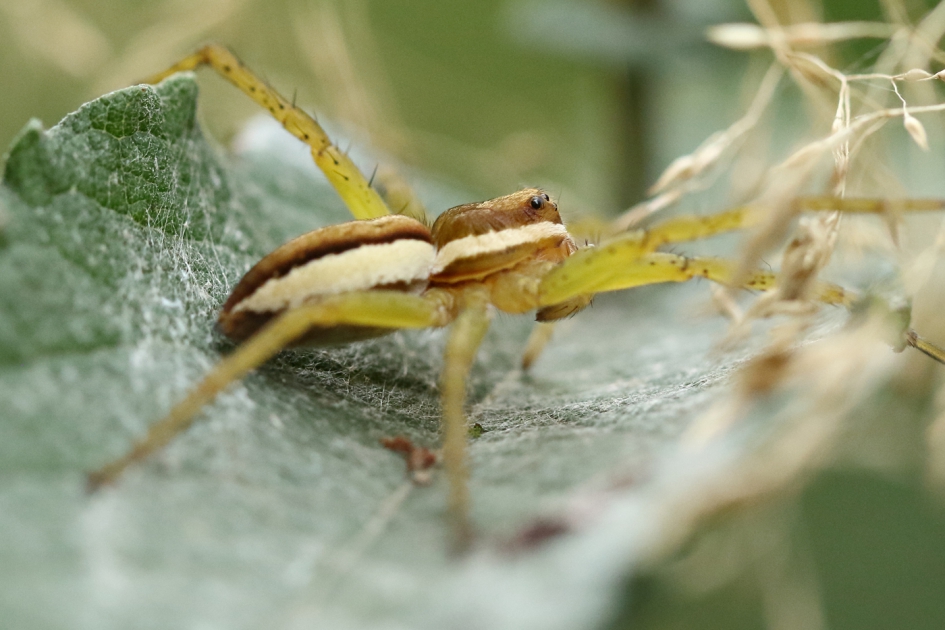 gerande oeverspin - Geleedpotigen - 