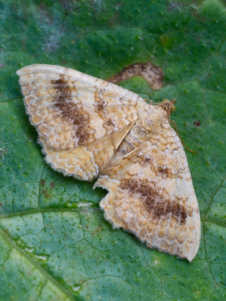 Gestreepte goudspanner