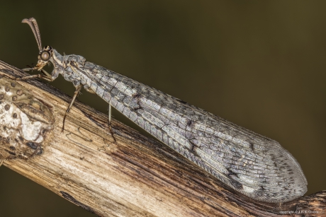 Gevlekte mierenleeuw (Euroleon nostras)