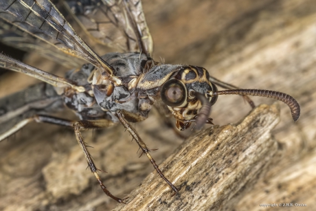 Gevlekte mierenleeuw (Euroleon nostras)