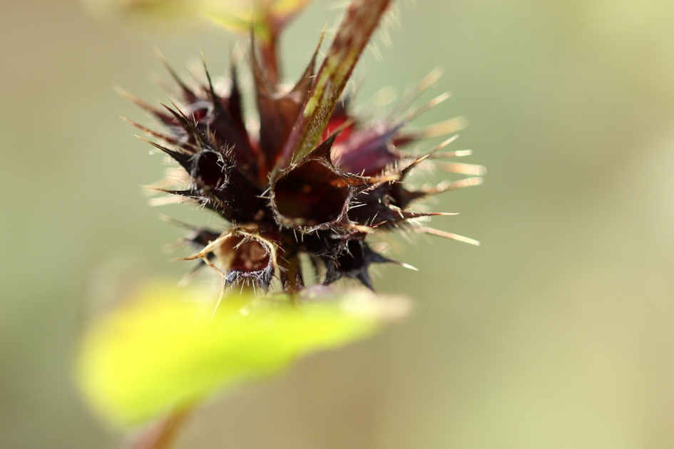 gewone hennepnetel - Planten - 