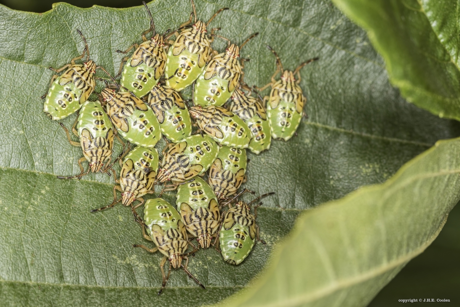 Gewone kielwants (Elasmucha grisea) - Geleedpotigen - Gewone kielwants