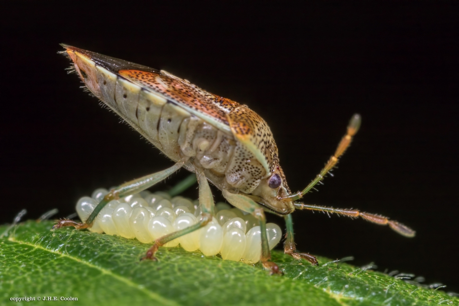 Gewone kielwants(Elasmucha grisea) - Geleedpotigen - Gewone kielwants