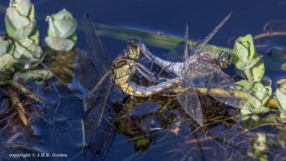 Gewone oeverlibel (Orthetrum cancellatum) - Geleedpotigen - Gewone oeverlibel