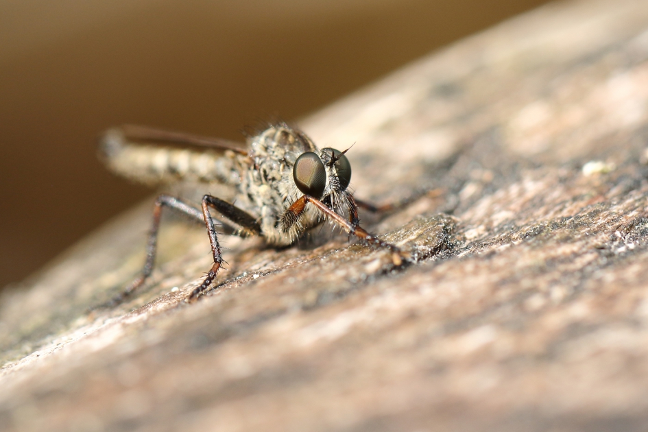 gewone roofvlieg -m- - Geleedpotigen - 