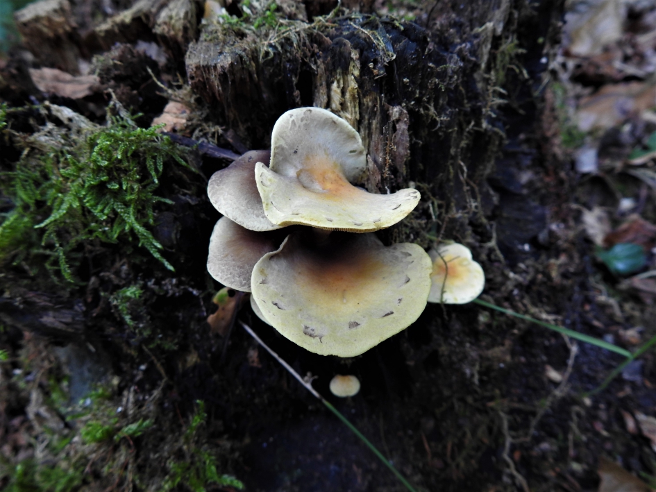 Gewone zwavelkop bovenaanzicht - Schimmels - Gewone zwavelkop