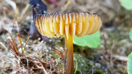 Zwartwordende wasplaat