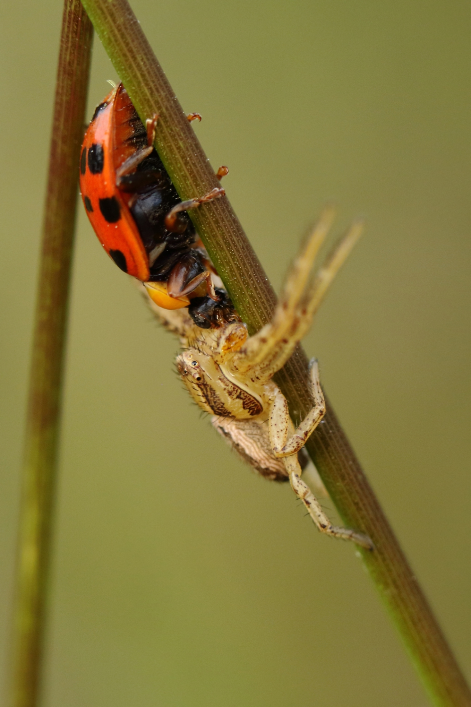 graskrabspin vangt veelstippig Aziatisch lieveheersbeestje - Geleedpotigen - 