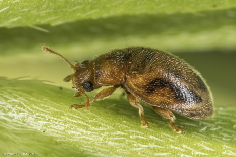 Graslandnepkapoentje (Rhyzobius litura)