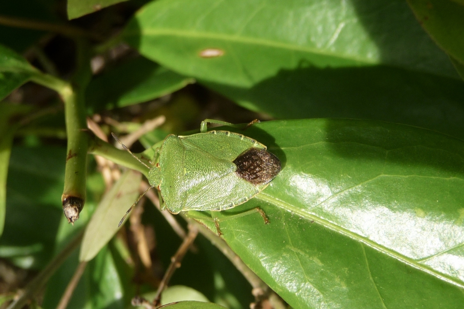 Groene stinkwants - Geleedpotigen - 