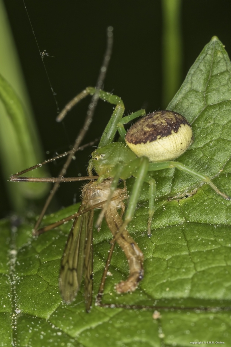 Groene krabspin met...