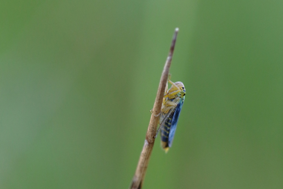 groene rietcicade - Geleedpotigen - 