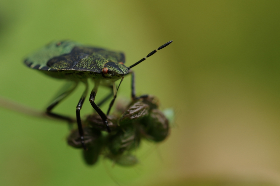 groene schildwants -nimf- - Geleedpotigen - 