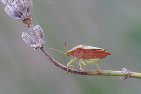 Groene schildwants op lavendel