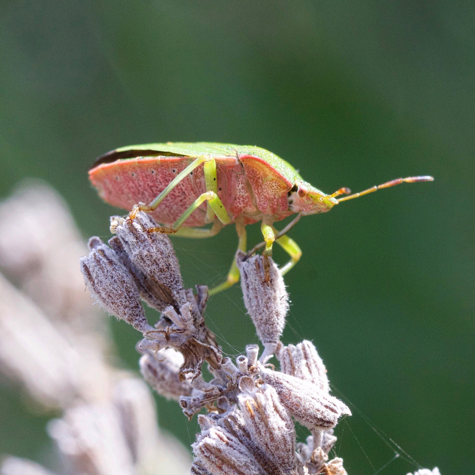 Groene schildwants op lavendel - Geleedpotigen - Groene schildwants