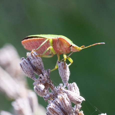 Groene schildwants op lavendel