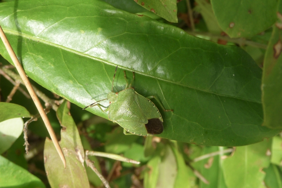 Groene stinkwants - Geleedpotigen - 