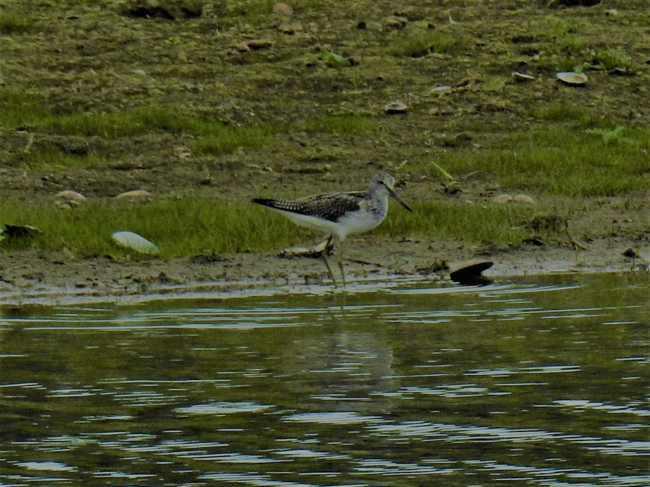 Groenpootruiter - Vogels - Groenpootruiter