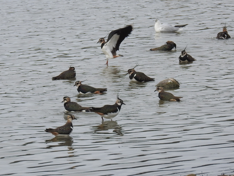 Groep kieviten - Vogels - Kievit