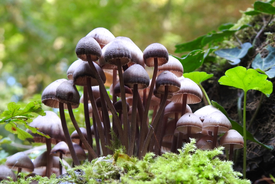 Groepsfoto - Schimmels - Grote bloedsteelmycena