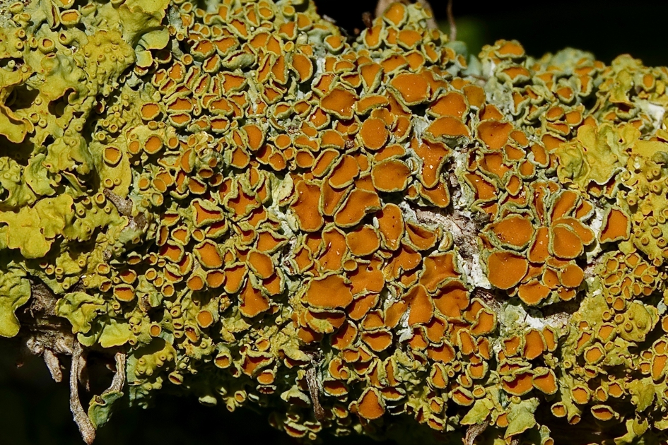 Groot Dooiermos - Schimmels - Groot Dooiermos