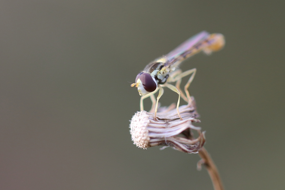 grote langlijf - Geleedpotigen - 