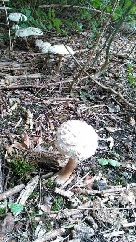 Grote parasolzwam