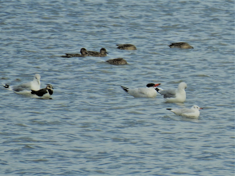 Reuzenstern tussen andere vogels - Vogels - Reuzenstern