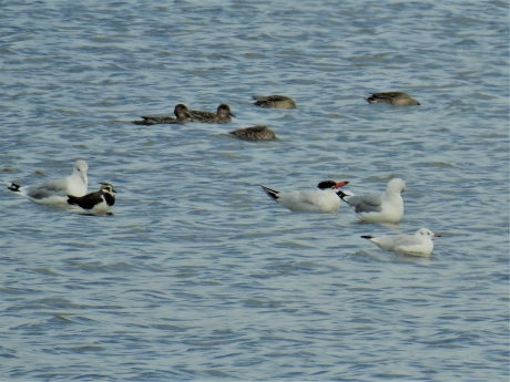 Reuzenstern tussen andere vogels