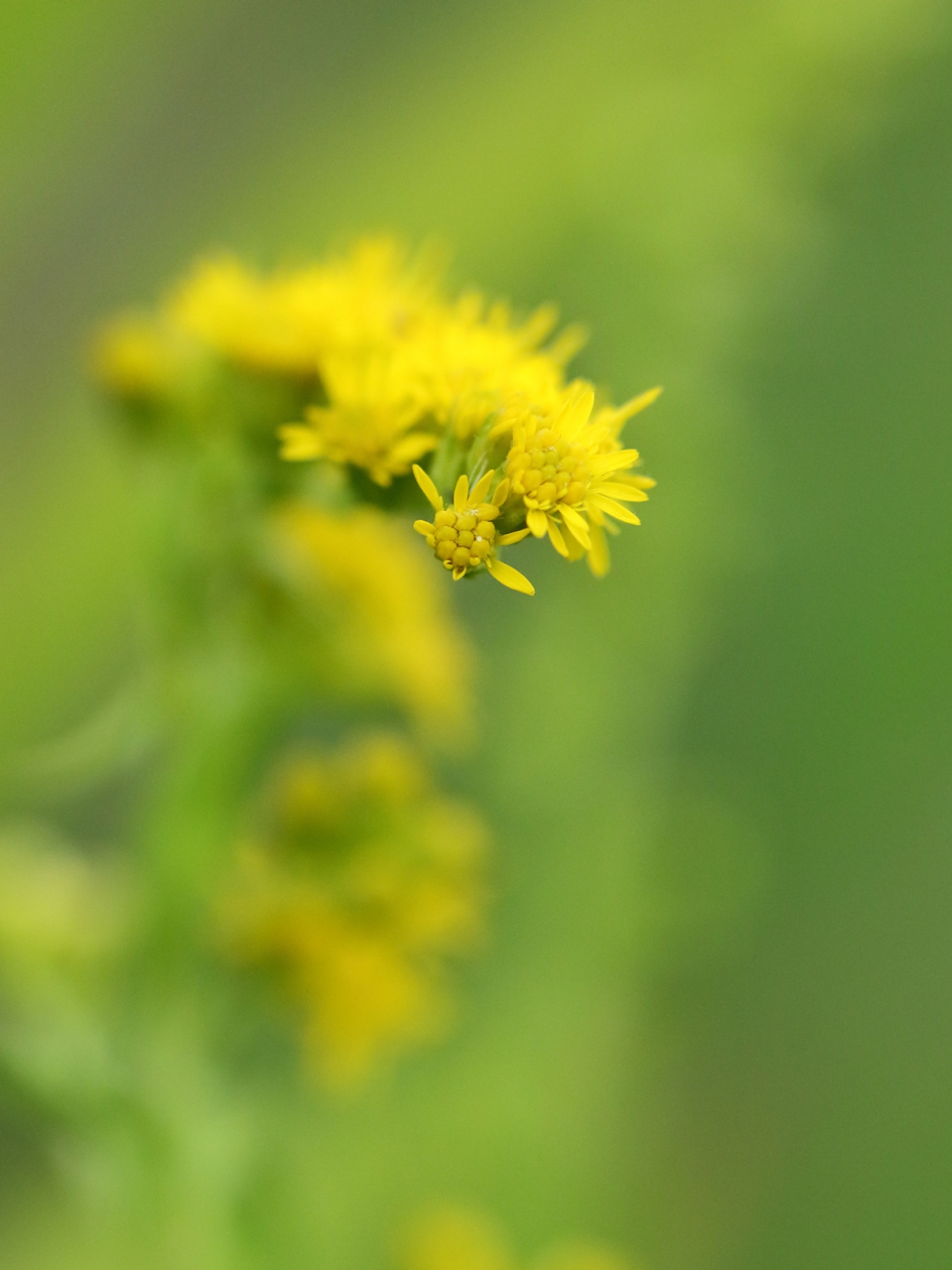 guldenroede - Planten - 