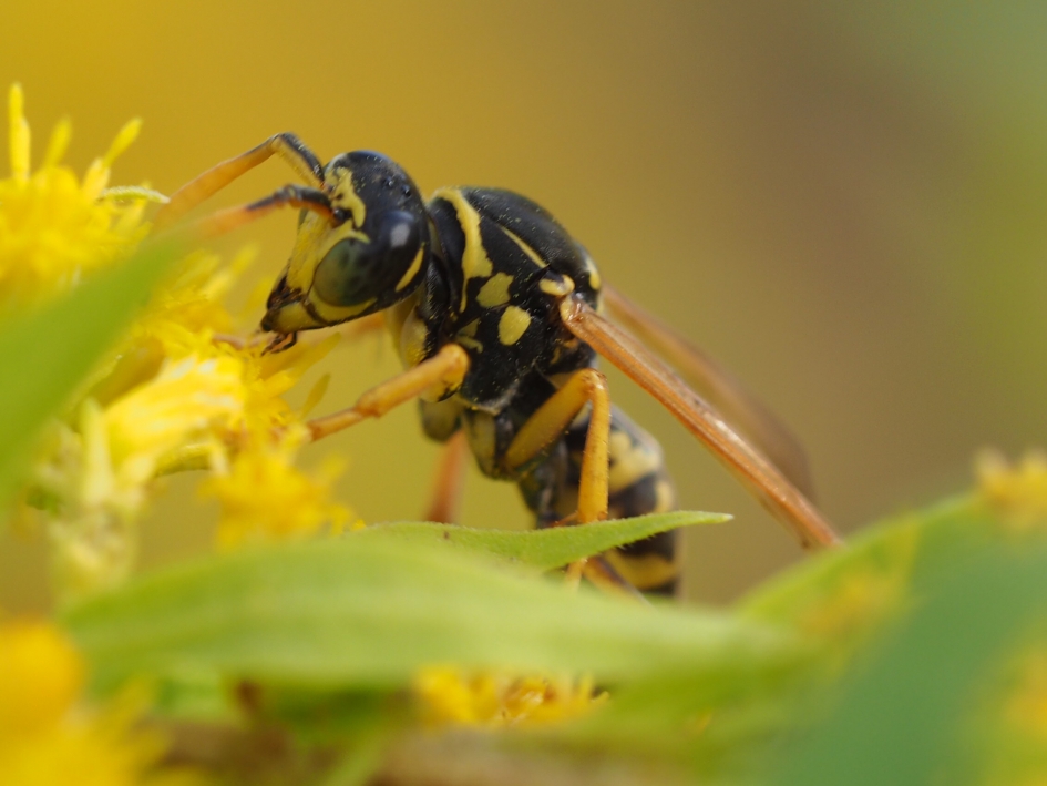 Guldenroede - Geleedpotigen - Franse veldwesp