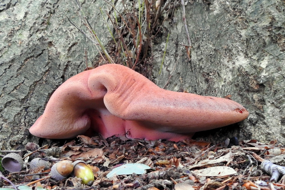 Had er iemand biefstuk besteld ?! - Schimmels - Biefstukzwam