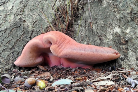 Had er iemand biefstuk besteld ?!