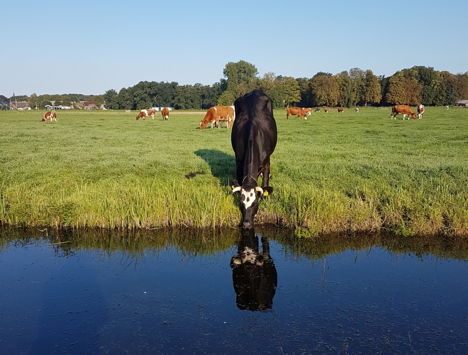 Halloween koe in Warmond - Zoogdieren - Koe