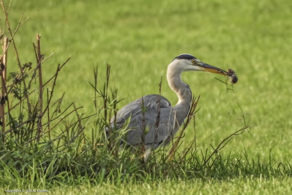 Hebbes - Vogels - Blauwe reiger