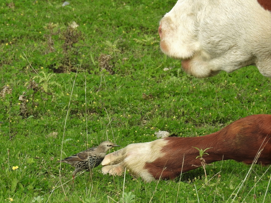 Hebt u een pedicure nodig? - Vogels - Spreeuw