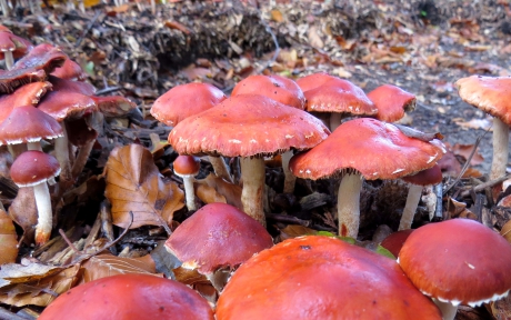 Heel veel Stropharia's