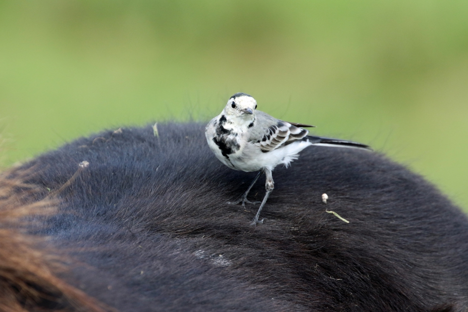 Heerlijk plekje - Vogels - 