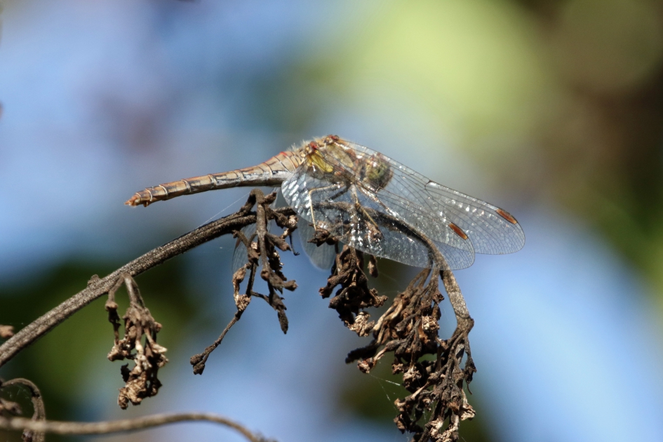 Heidelibel - Geleedpotigen - 