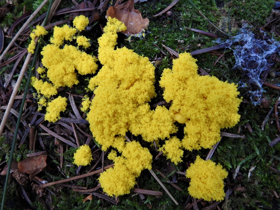 Heksenboter - Schimmels - Heksenboter