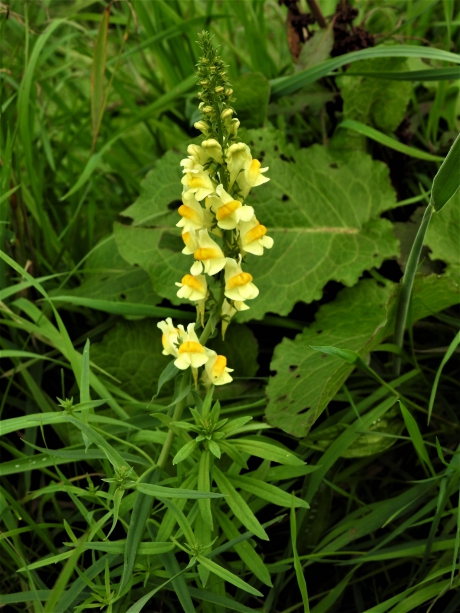 Vlasbekje of vlasleeuwenbekje