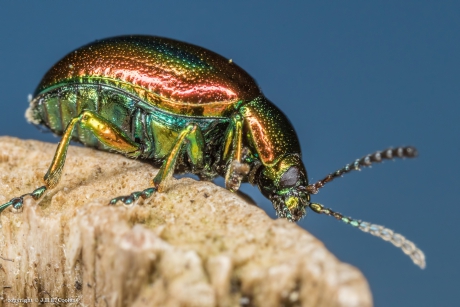 Hennepnetelgoudhaantje (Chrysolina fastuosa)