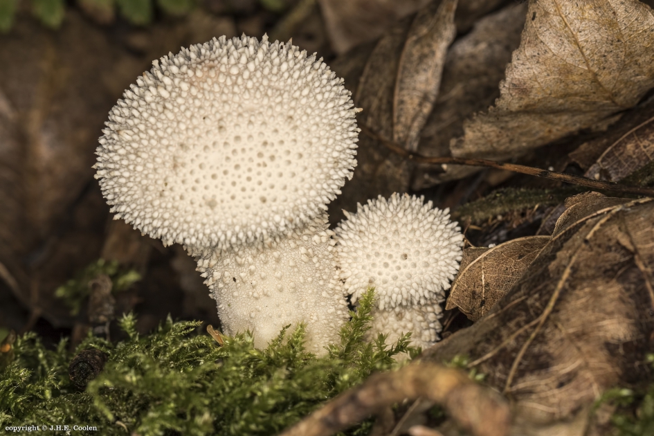 Herfst - Schimmels - parelstuifzwammen