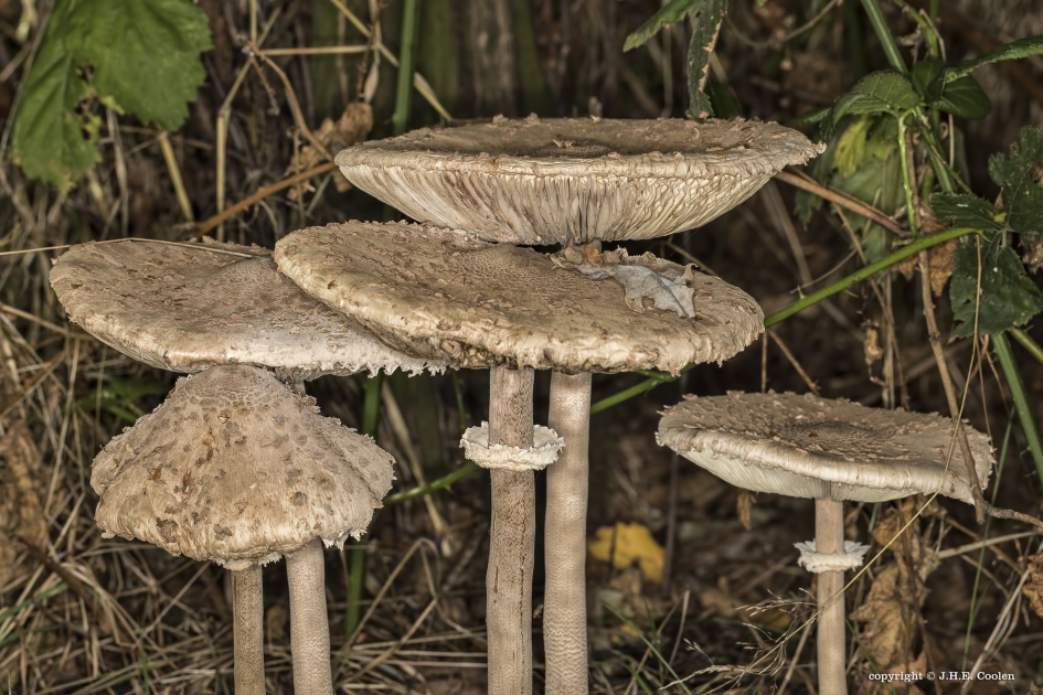 Herfst... - Schimmels - Parasolzwammen
