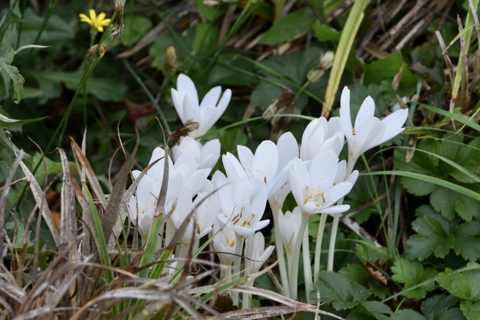 Herfsttijloos - Planten - 