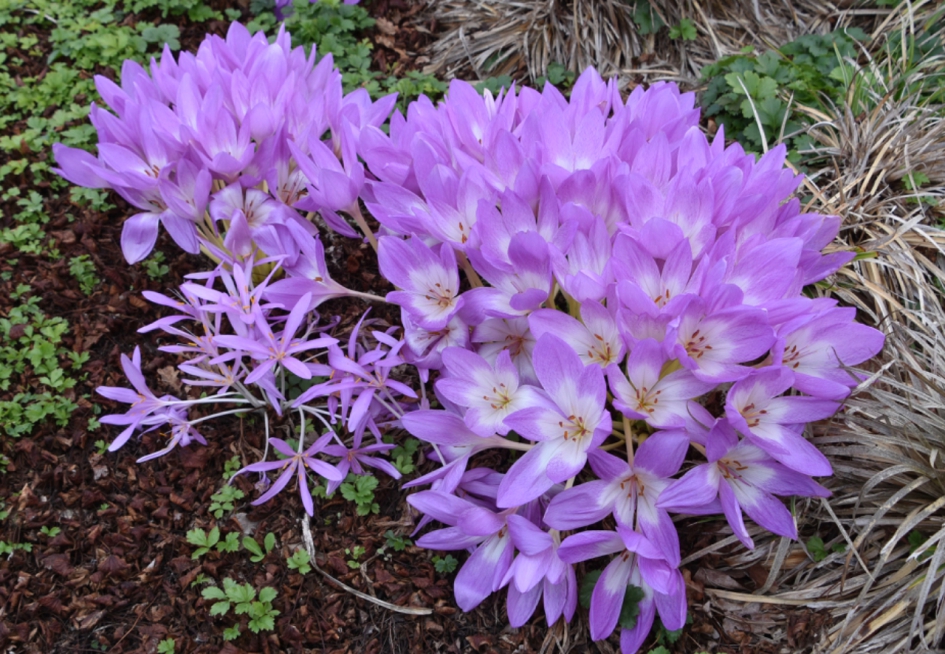 Herfsttijloos - Planten - 