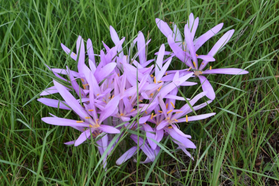 Herfsttijloos - Planten - 