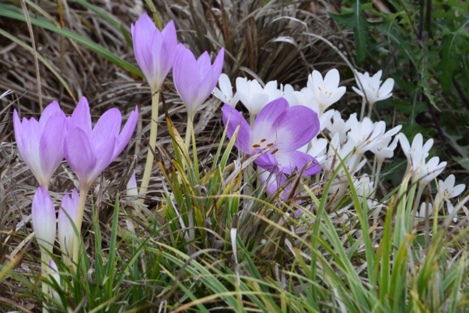 Herfsttijloos - Planten - 