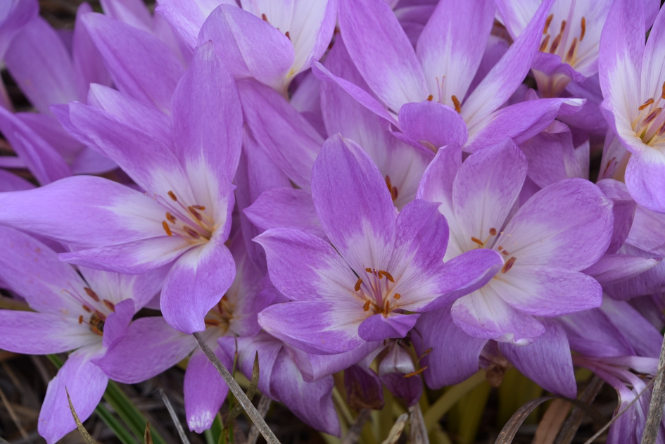 Herfsttijloos - Planten - 